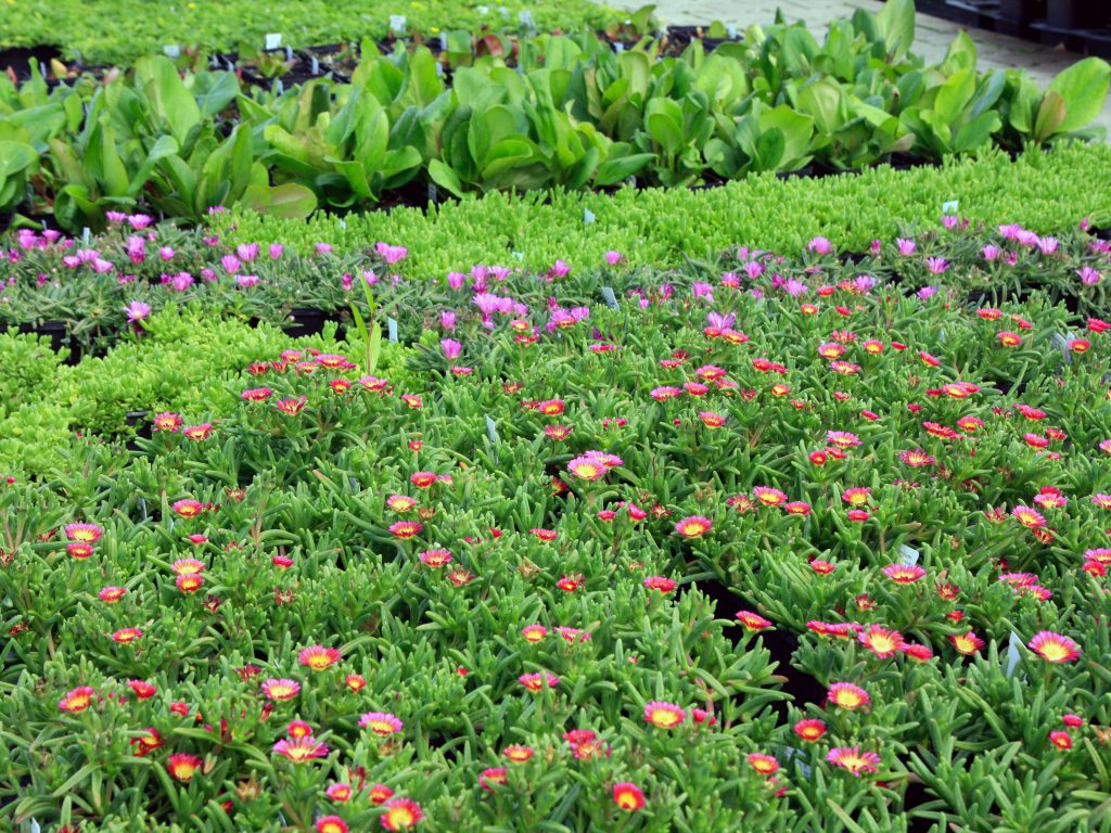 Baumschule_Bodendecker_01