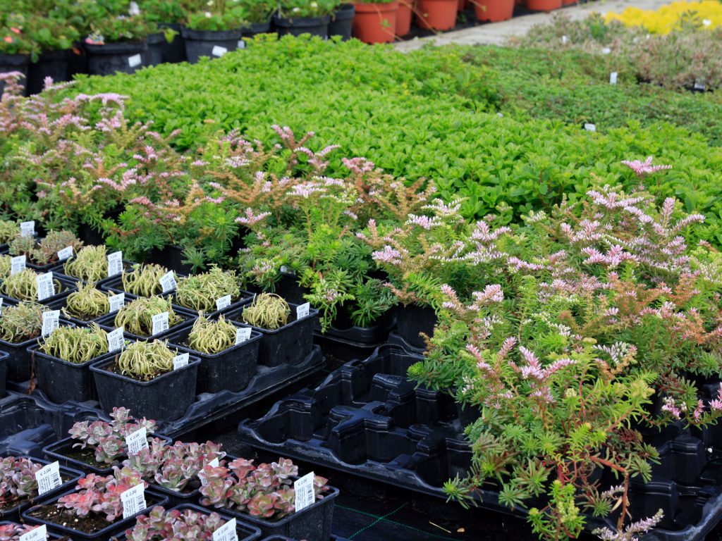 Baumschule_Bodendecker_02