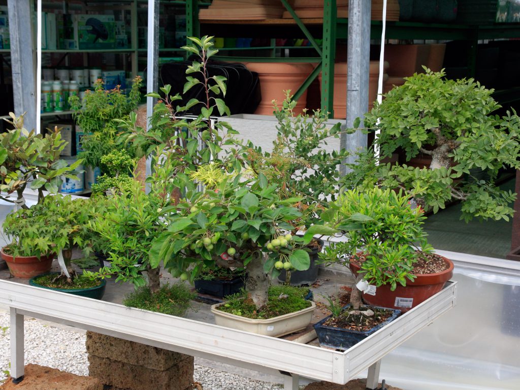 Baumschule_Bonsai_01