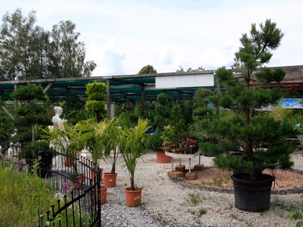 Baumschule_Bonsai_02