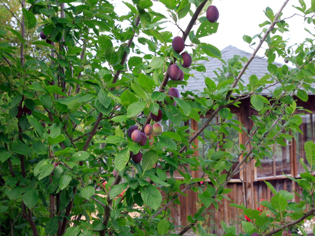 Baumschule_Obst_02