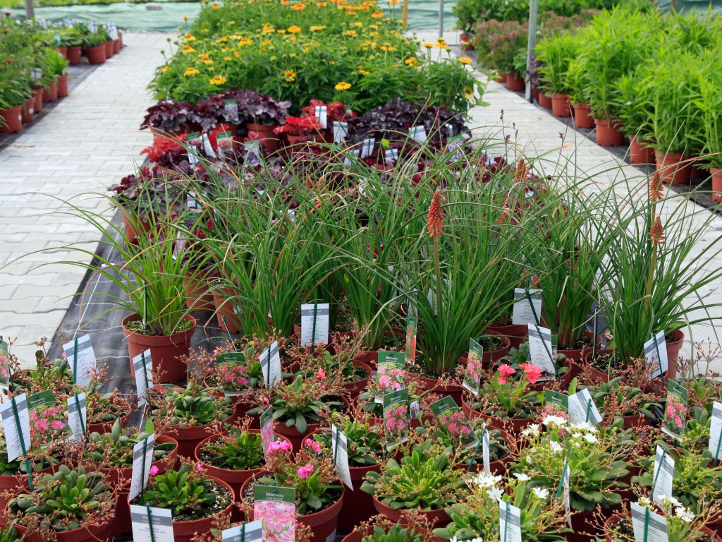 Baumschule_Stauden_02