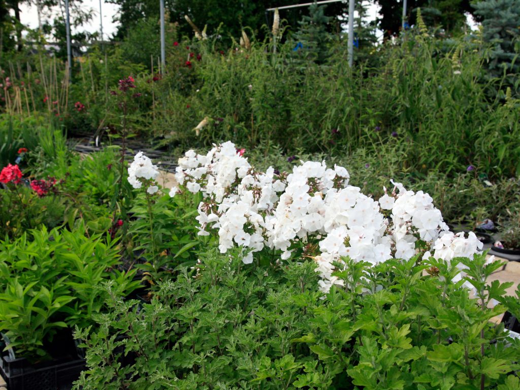 Baumschule_Stauden_03