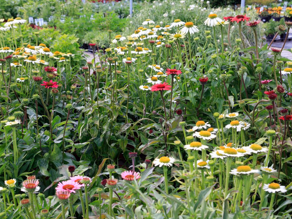 Baumschule_Ueberblick_05