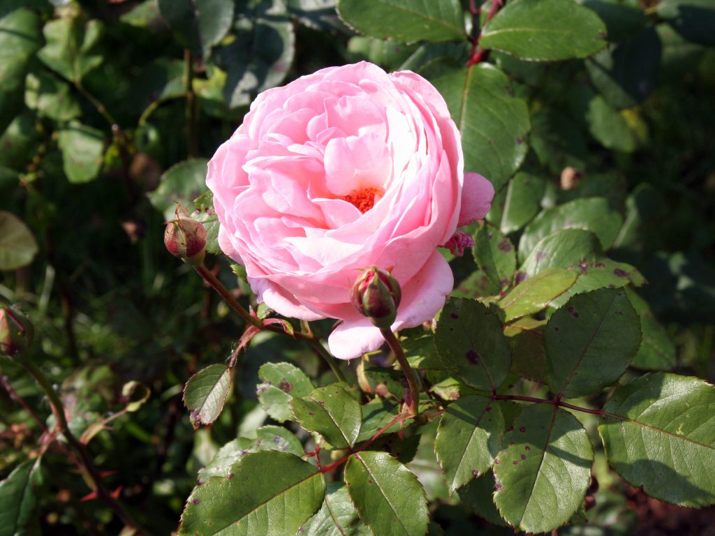 Baumschule_Ueberblick_08