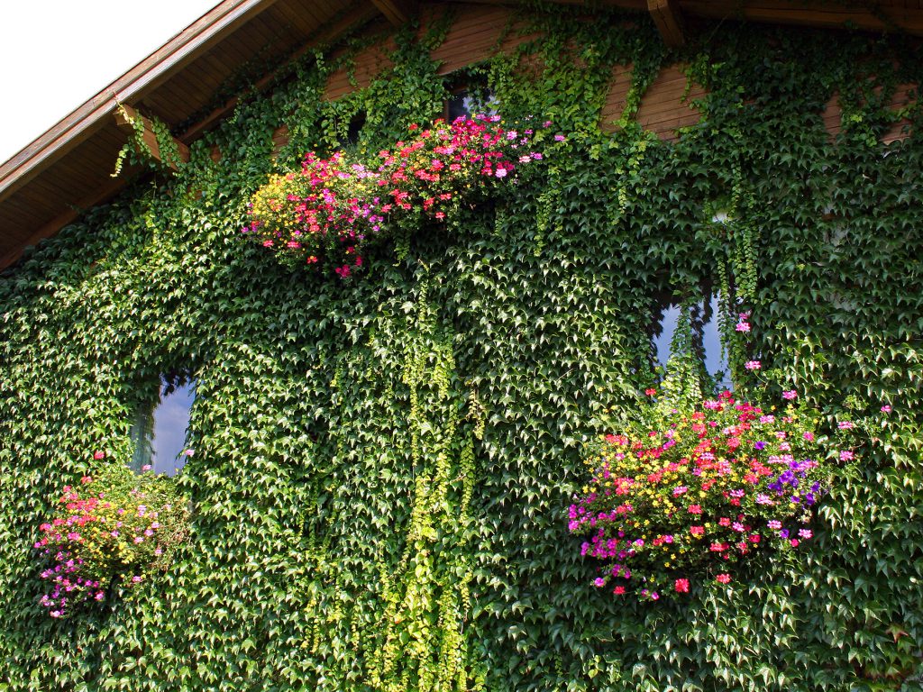 Service_Balkonblumen